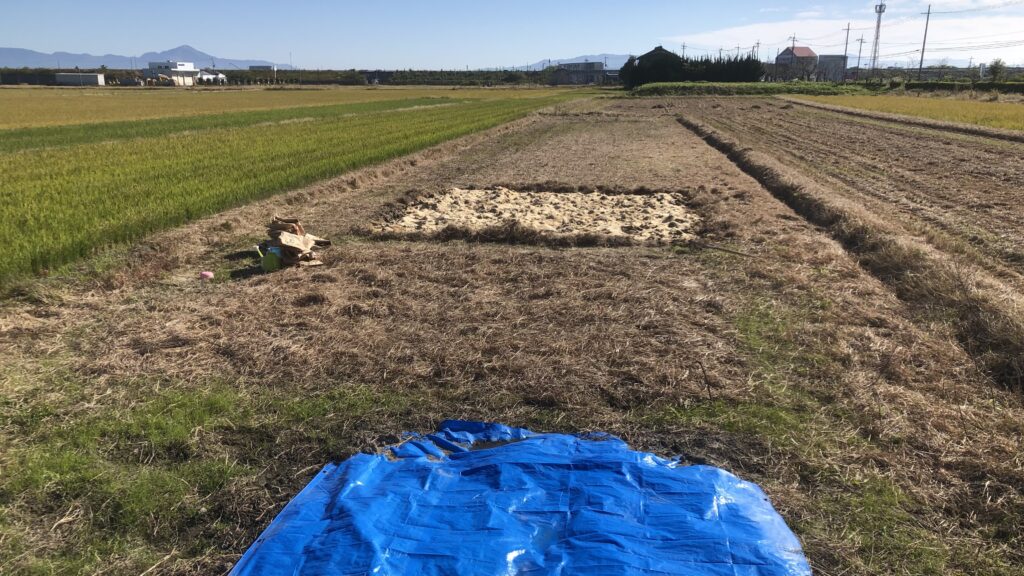 越冬に向け、枯草でマルチング