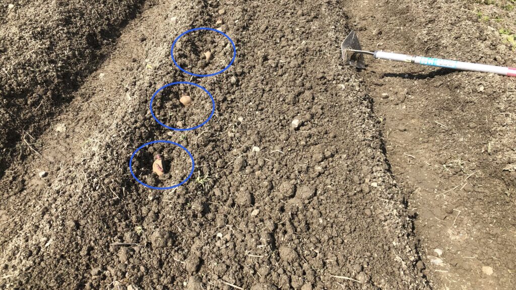 男爵種芋の定植