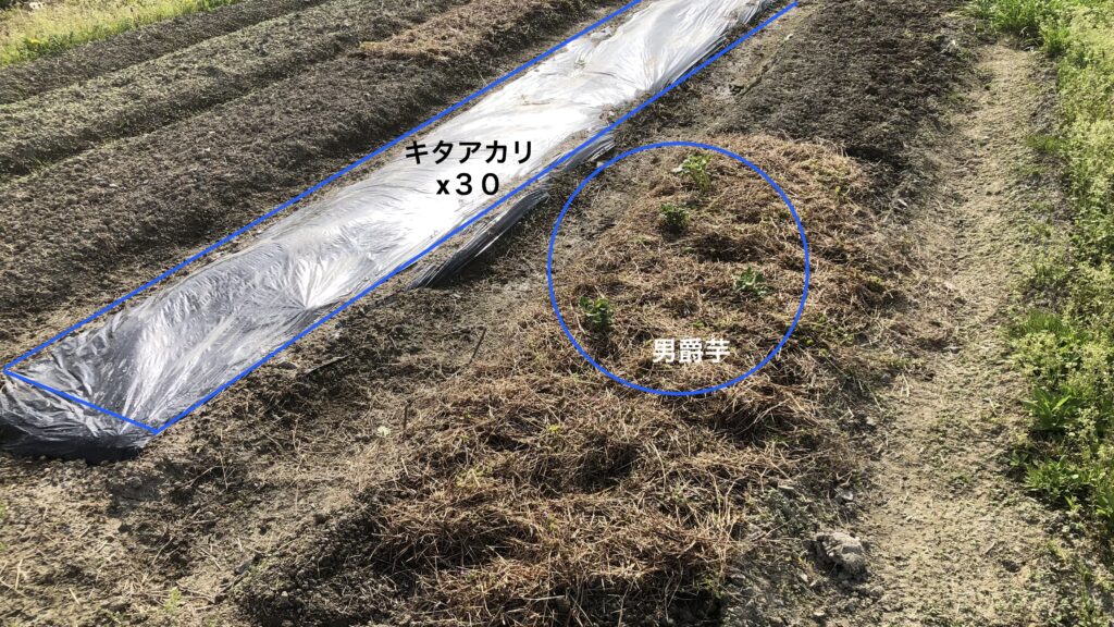 キタアカリの仕込み