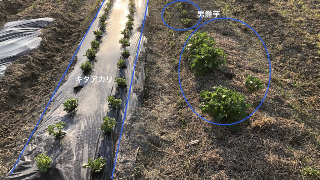 春ジャガイモの発芽