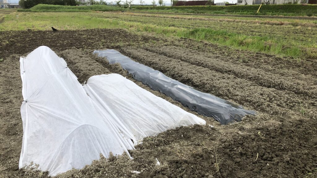 オクラ直播、不織布でカバー