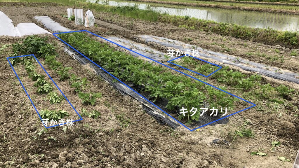 芽かきと成育順調