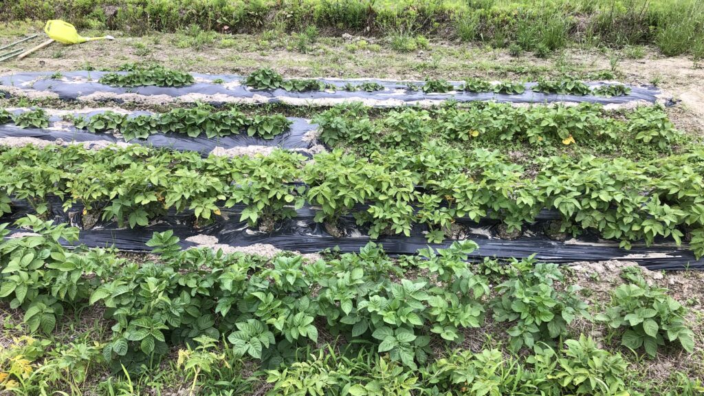 ジャガイモの葉っぱの隆盛機