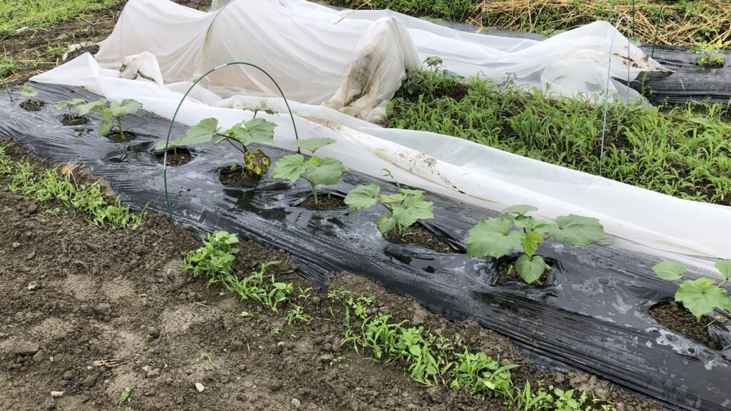 発芽後の急成長