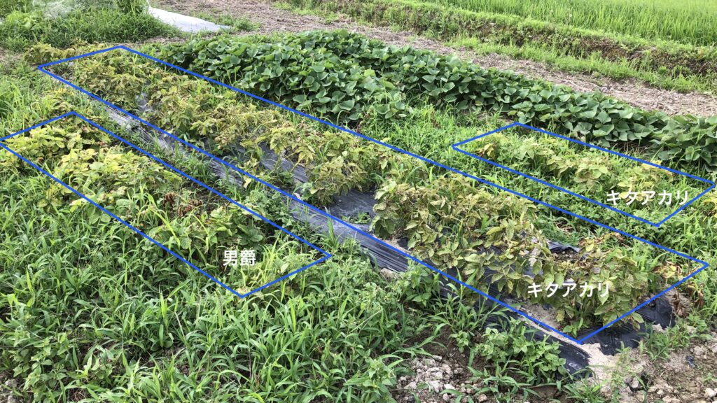 夏の虫食いで弱る春ジャガイモ