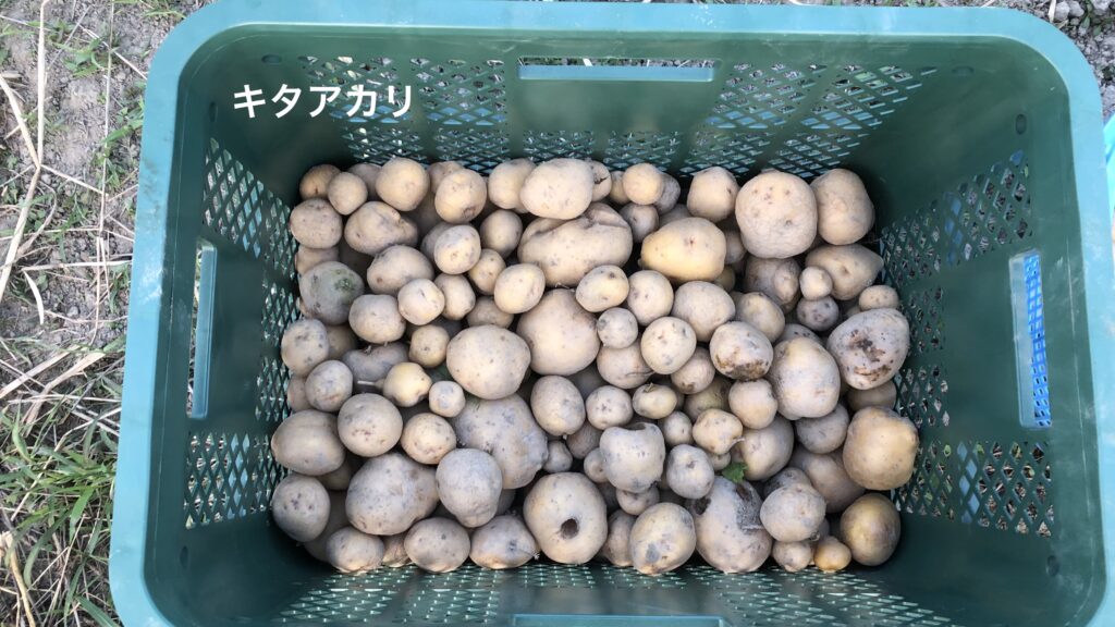 収穫したキタアカリ