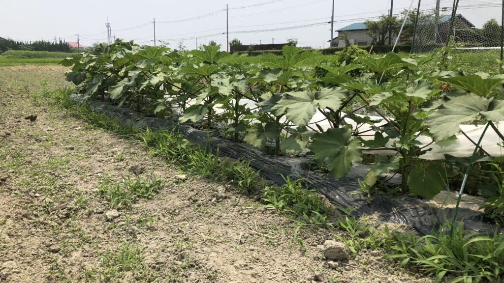 初夏のオクラの隆盛。
