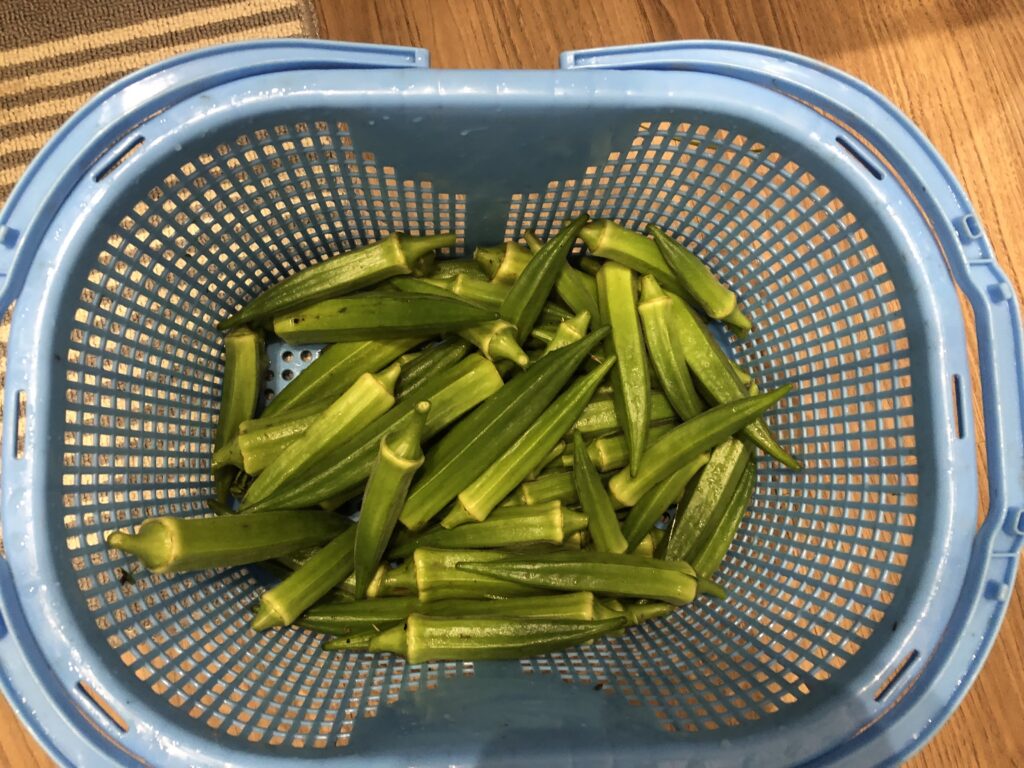 初めてのオクラの収穫