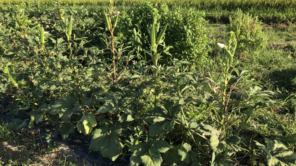 真夏の成長著しいオクラ