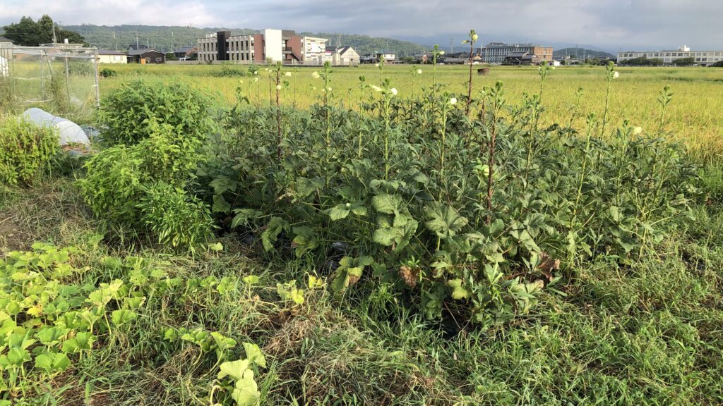 秋に向かうも元気なオクラ