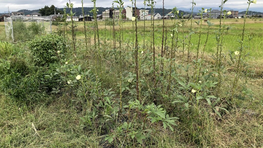 10月に入っても元気なオクラ