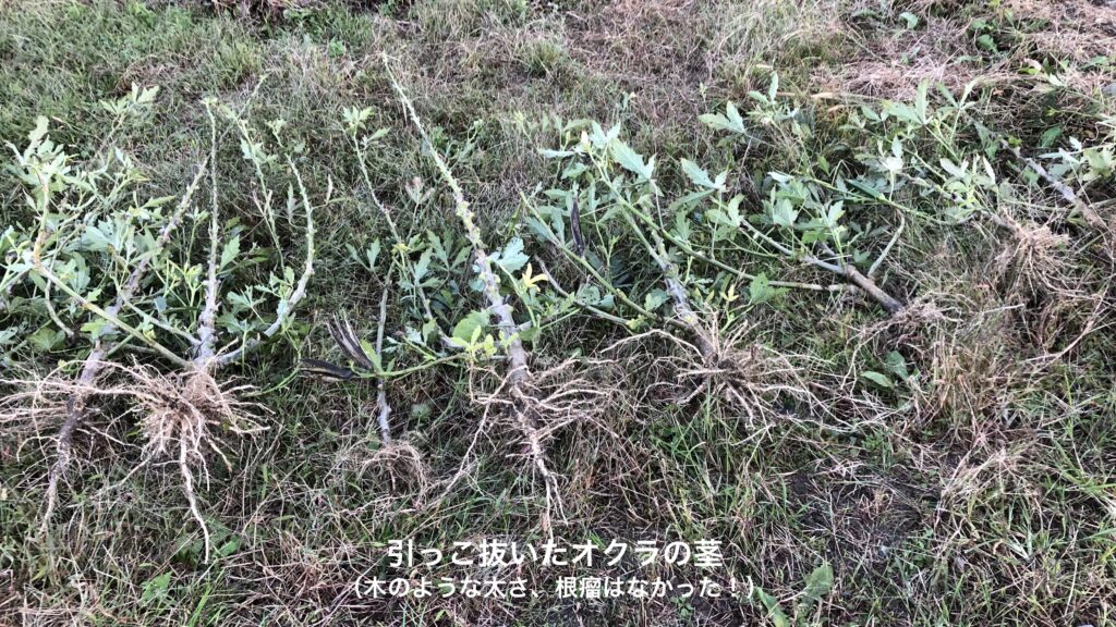 引っこ抜いたオクラの茎