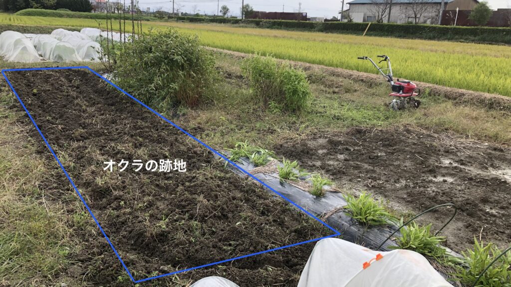 オクラの処分と跡地