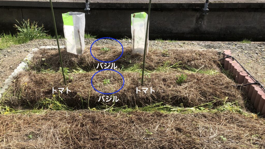 仮設畑にバジル苗を仮植え