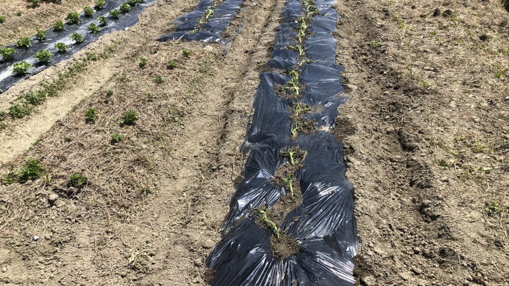 サツマイモのツルの定植