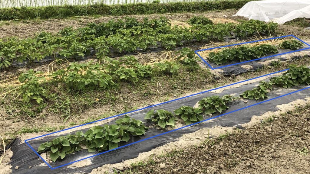 順調に成育するサツマイモ