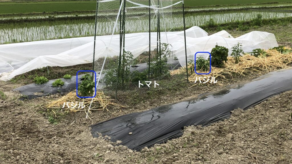 トマトの虫除けにバジルを畑に移植
