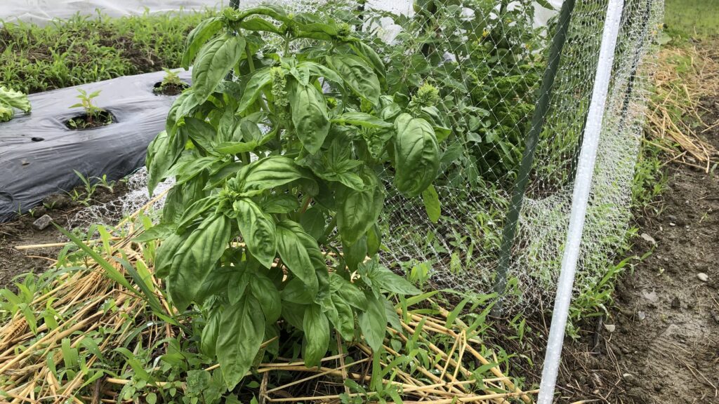 綺麗なバジルの新葉