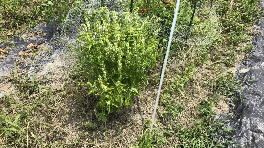 花芽のついたバジル