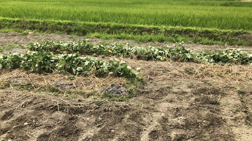 サツマイモのツル返し