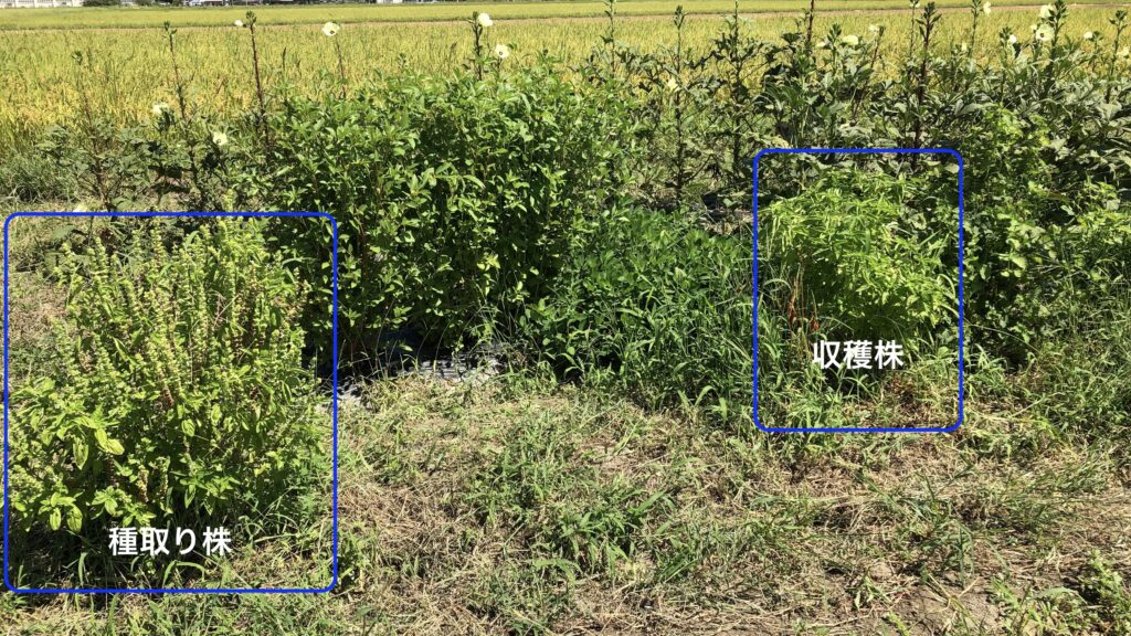 バジルの種取り株と、収穫株