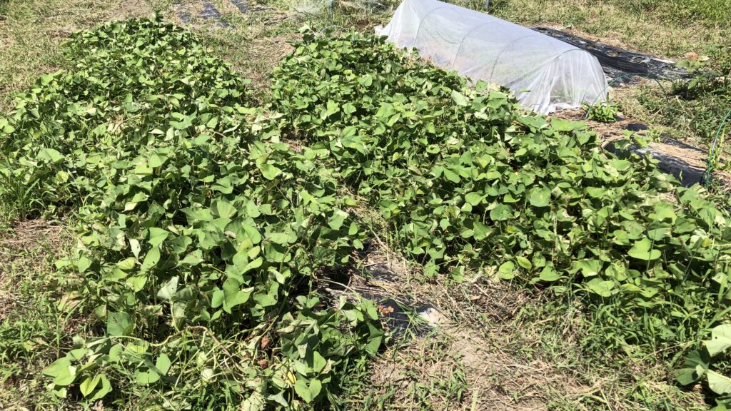 虫で葉が弱るサツマイモ