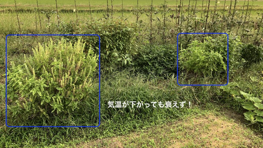 衰えないバジル