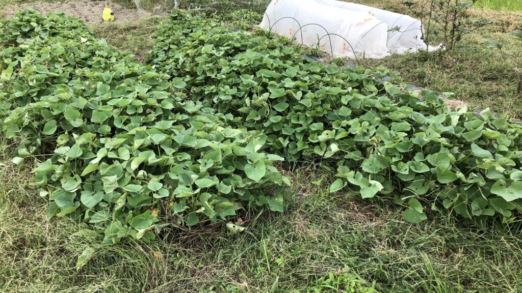 秋に復活のサツマイモ