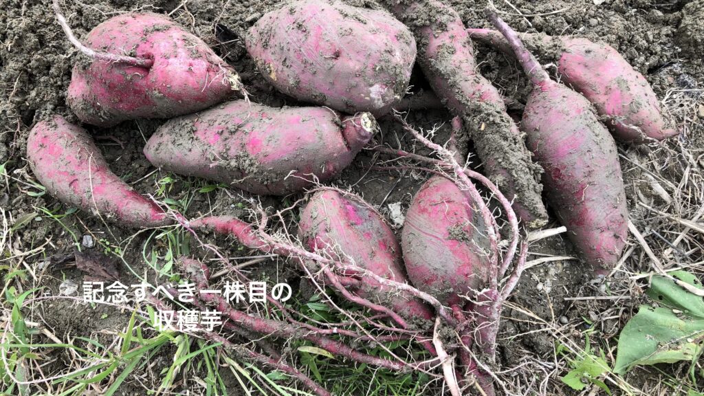 芋掘り、１株目