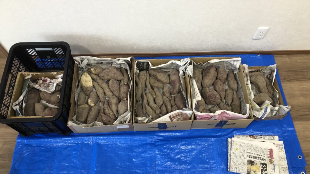 サツマイモの追熟