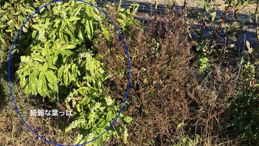 11月でも綺麗な新葉のバジル